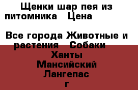 Щенки шар-пея из питомника › Цена ­ 15 000 - Все города Животные и растения » Собаки   . Ханты-Мансийский,Лангепас г.